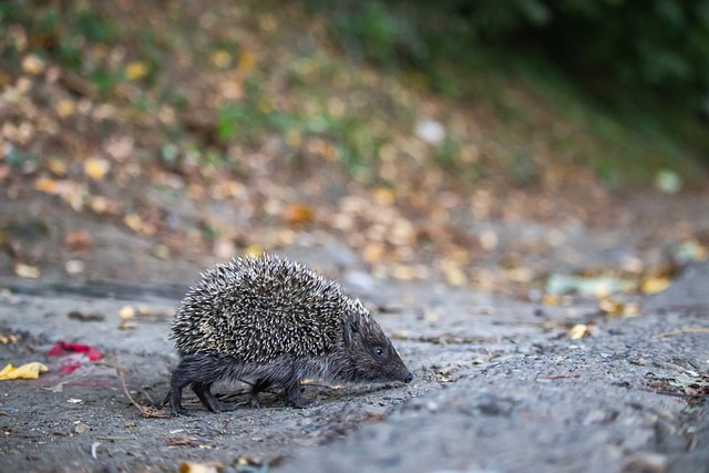 线的最后一 线的最后一